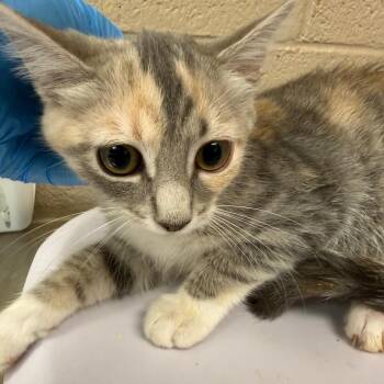 Tiramisu -  Domestic Short Hair Cat for Adoption in Troy, Virginia - Tiramisu | PetCurious