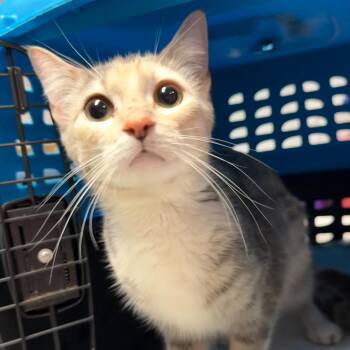 Domestic Short Hair Cats Available for Adoption in Trenton, New Jersey - Kora | PetCurious