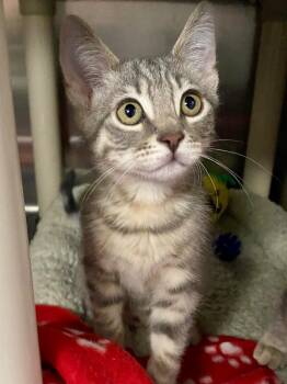 Moof -  Domestic Short Hair Cat for Adoption in Chico, California - Moof | PetCurious