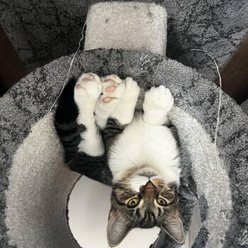 Dilo -  Domestic Short Hair Cat for Adoption - Dilo | PetCurious
