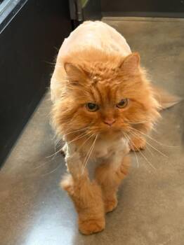 Salvatore -  Himalayan Cat for Adoption in Evanston, Illinois - Salvatore | PetCurious
