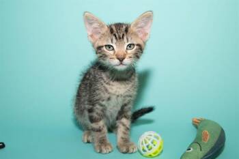 ALVIN -  Domestic Short Hair Cat for Adoption in Santa Monica, California - ALVIN | PetCurious