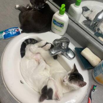 Domestic Short Hair Cats Available for Adoption in Los Angeles, California - Heather | PetCurious