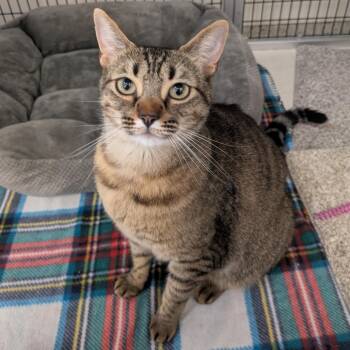 Rescue Domestic Short Hair Cats for Adoption in Santa Rosa, California - Sandy | PetCurious