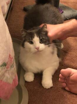 Domestic Long Hair Cats Available for Adoption in Sunnyvale, California - Teddy | PetCurious