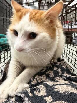 Domestic Medium Hair Cats Available for Adoption in Ontario, California - WISH | PetCurious
