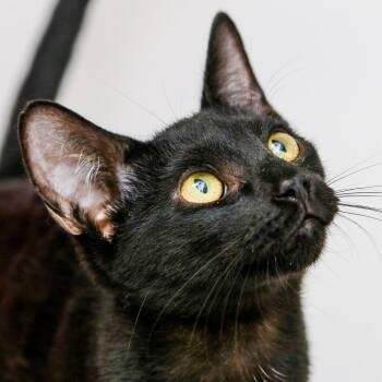 Marcelo -  Domestic Short Hair Cat for Adoption in Hattiesburg, Mississippi - Marcelo | PetCurious