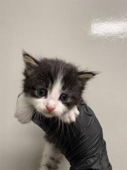 Domestic Short Hair Cats Available for Adoption in Ontario, California - FUZZBALL - IN FOSTER | PetCurious