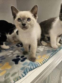Pop -  Domestic Short Hair Cat for Adoption in Munster, Indiana - Pop | PetCurious