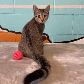 Rescue Domestic Short Hair Cats for Adoption in Red Wing, Minnesota - Paprika | PetCurious