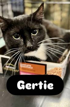 Domestic Short Hair Cats Available for Adoption - Gertie | PetCurious