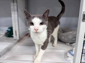 Scarab -  Domestic Short Hair Cat for Adoption in Raleigh, North Carolina - Scarab | PetCurious