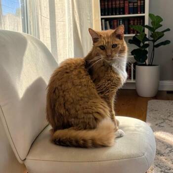 Squeaky -  Domestic Medium Hair Cat for Adoption in Chuckey, Tennessee - Squeaky | PetCurious