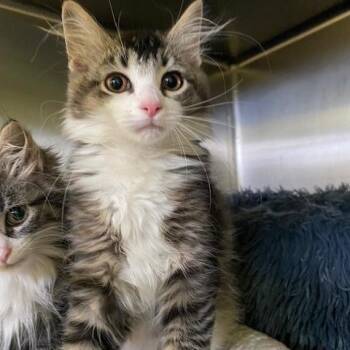Charlie -  Domestic Long Hair Cat for Adoption in Dayton, Ohio - Charlie | PetCurious