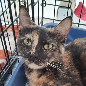 Domestic Short Hair Cats Available for Adoption in Riverwoods, Illinois - Ember | PetCurious