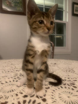 Rescue Tabby Cats for Adoption in Milton, Georgia - Tabbouleh | PetCurious