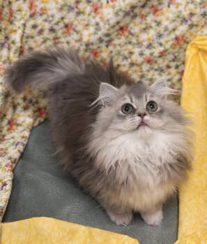 Munchkin Cats Available for Sale - Patch | PetCurious
