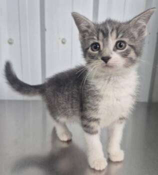 Kola -  Domestic Short Hair Cat for Adoption in Simcoe, Ontario - Kola | PetCurious