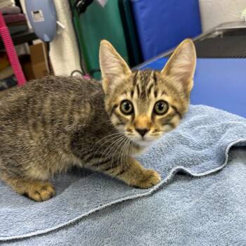 Lychee -  Domestic Short Hair Cat for Adoption in Spokane, Washington - Lychee | PetCurious