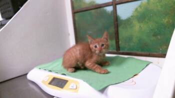CANDYCORN -  Domestic Short Hair Cat for Adoption in Houston, Texas - CANDYCORN | PetCurious