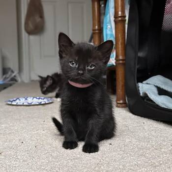 Domestic Short Hair Cats Available for Adoption in Huntsville, Alabama - Alice | PetCurious