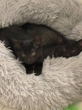 Domestic Short Hair Cats Available for Adoption in Baltimore, Maryland - Thor (Mischief Litter) | PetCurious