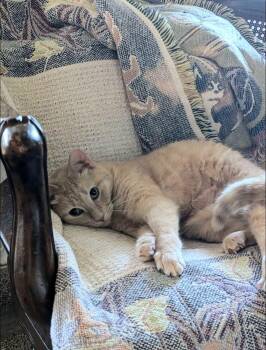 Druid -  Domestic Short Hair and Tabby Cat for Adoption in Pearland, Texas - Druid | PetCurious