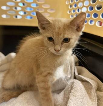 CHEETO PUFF -  Domestic Short Hair Cat for Adoption in Conroe, Texas - CHEETO PUFF | PetCurious