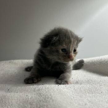 Domestic Short Hair Cats Available for Adoption in South Elgin, Illinois - Debbie | PetCurious