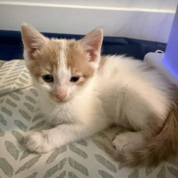 Venus -  Domestic Short Hair Cat for Adoption in Philadelphia, Pennsylvania - Venus | PetCurious