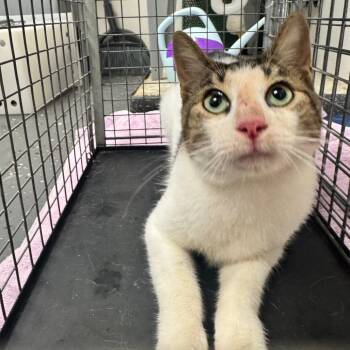Feral Crackle -  Domestic Short Hair Cat for Adoption in Columbiana, Alabama - Feral Crackle | PetCurious