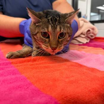 Peek a Boo -  Domestic Short Hair Cat Available for Adoption in West Palm Beach, Florida - Peek A Boo | PetCurious
