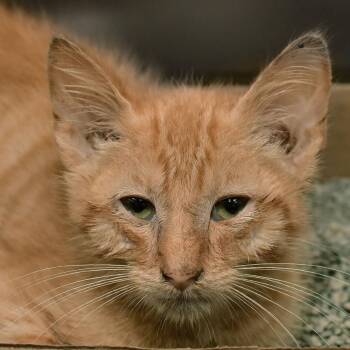 Spaghetti -  Domestic Short Hair Cat for Adoption in Ottawa, Kansas - Spaghetti | PetCurious