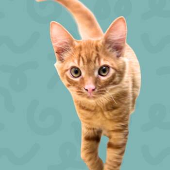 Denali -  Domestic Short Hair Cat for Adoption in Reno, Nevada - Denali | PetCurious