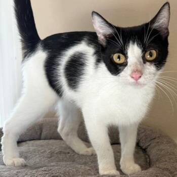 Domestic Short Hair Cats Available for Adoption in Des Moines, Iowa - Mandi | PetCurious