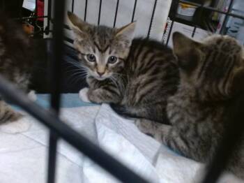 Domestic Short Hair Cats Available for Adoption in Oklahoma City, Oklahoma - A473991 | PetCurious