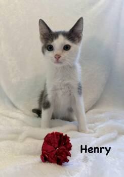 Henry -  Domestic Short Hair Cat for Adoption in Copley, Ohio - Henry | PetCurious