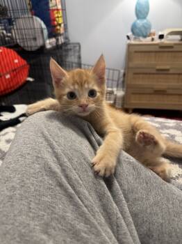 Rescue Domestic Short Hair and Tabby Cats for Adoption in Emerald Isle, North Carolina - Robert Irwin | PetCurious