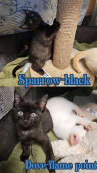 Sparrow -  Domestic Short Hair Cat for Adoption in Liberty, New York - Sparrow | PetCurious
