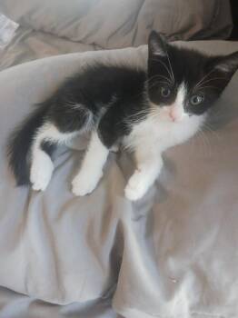 Jazz (6538) -  Domestic Short Hair Cat for Adoption in Zephyrhills, Florida - Jazz (6538) | PetCurious