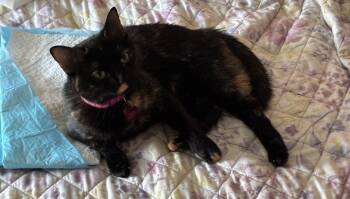 Rescue Domestic Short Hair Cats for Adoption in Media, Pennsylvania - Koca | PetCurious