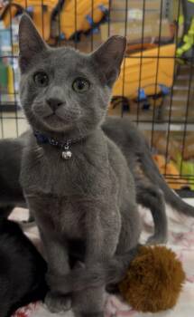 Kol -  Domestic Short Hair Cat for Adoption in Panama City, Florida - Kol | PetCurious