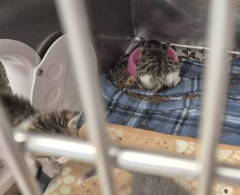 Rescue Domestic Long Hair Cats for Adoption in Decatur, Illinois - MERCUTIO | PetCurious