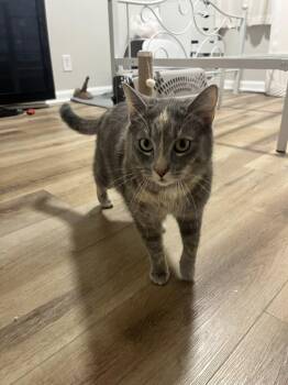 Dilute Tortoiseshell Cats Available for Adoption in Clarksville, Tennessee - Stargirl | PetCurious