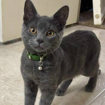 Rescue Domestic Short Hair Cats for Adoption in Eagle Mountain, Utah - Snoopy Jackson | PetCurious