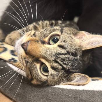 Rescue Domestic Short Hair Cats for Adoption in Wheeling, Illinois - Leon | PetCurious