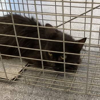 Brisket -  Domestic Short Hair Cat for Adoption in Montgomery, Alabama - Brisket | PetCurious
