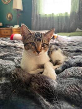 Cheeseburger AKA Cheesie -  Domestic Short Hair Cat for Adoption in Manchester, Connecticut - Cheeseburger AKA Cheesie | PetCurious