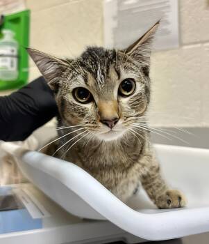 Topper -  Domestic Short Hair Cat for Adoption in Nashville, Tennessee - Topper | PetCurious