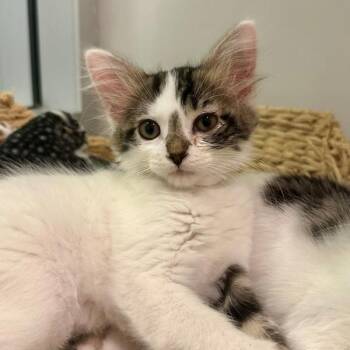 Scribbles -  Domestic Medium Hair Cat for Adoption in Walnut Creek, California - Scribbles | PetCurious